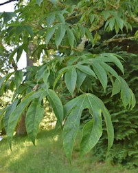 Kalopanax septemlobus maximowiczii