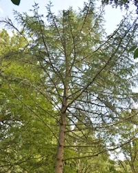 Larix pirincipis-rupprechtii