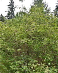 Metasequoia glyptostroboides
