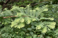 Metasequoia glyptostroboides