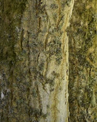 Phellodendron chinense