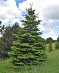 Picea abies