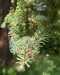 Picea asperata