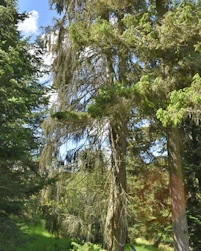 Picea  breweriana
