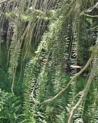 Picea  breweriana