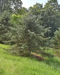 Picea crassifolia