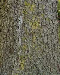 Picea engelmanii