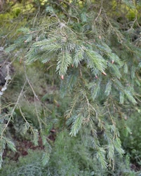 Picea engelmannii