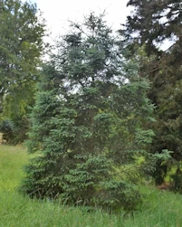 Picea likiangensis