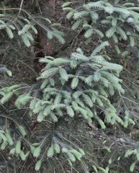 Picea likiangensis