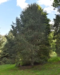 Picea likiangensis pubescens
