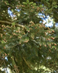 Picea maximowiczii