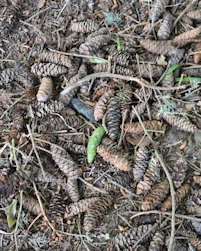 Picea maximowiczii