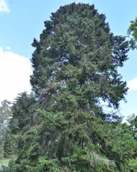 Picea purpurea