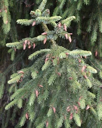 Picea purpurea