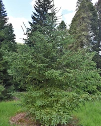 Picea schrenkiana