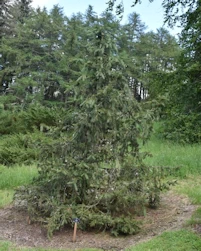 Picea smithiana