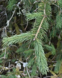 Picea smithiana