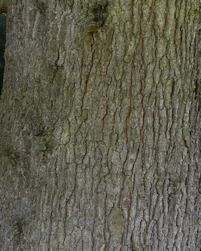 Pinus peuce