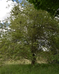 Prunus avium