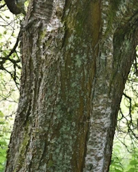 Prunus avium