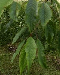 Prunus avium