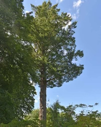 Pseudotsuga menziesii
