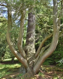 Pseudotsuga menziesii