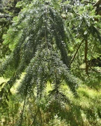 Pseudotsuga menziesii