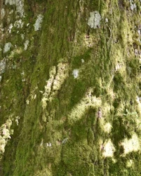Quercus petraea