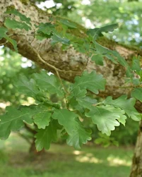 Quercus petraea