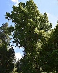 Quercus robur fastigiata