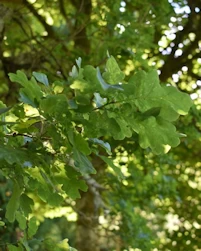 Quercus robur fastigiata