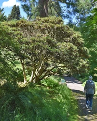 Rhododendron alutaceum iodes