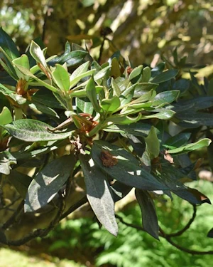 Rhododendron alutaceum iodes