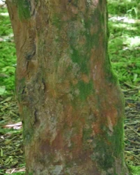 Rhododendron oreodoxa