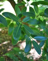 Rhododendron oreodoxa