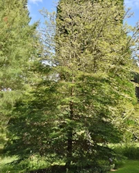 Sequoiadendron giganteum
