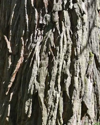 Giant redwood