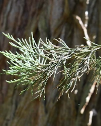 Giant redwood