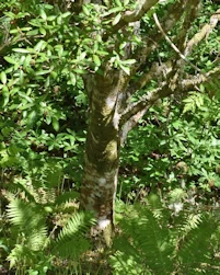 Sorbus aucuparia beissneri