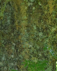 Sorbus commixta