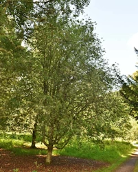 Sorbus kusnetzowii
