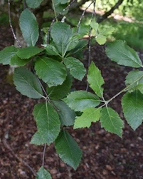 Sorbus kusnetzovii