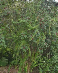 Sorbus microphylla