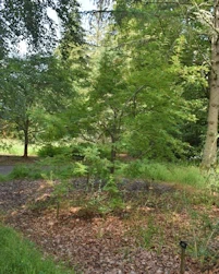 Sorbus monbeigii