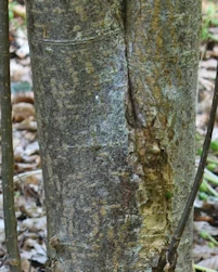 Sorbus monbeigii