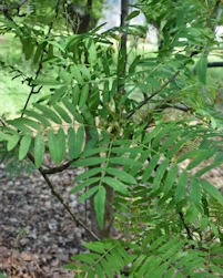 Sorbus monbeigii