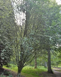 Sorbus pseudofennica