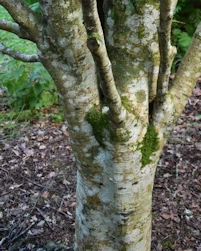 Sorbus pseudofennica